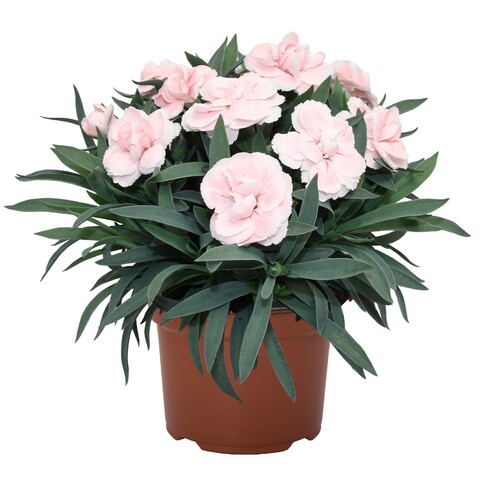 1662 Гвоздика Sprint Pastel 2025 (Весна 2026)