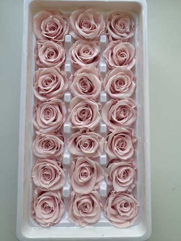 Роза 2-3 см класса 