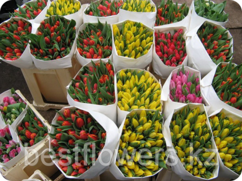 Тюльпаны (Любых цветов, Голландия)