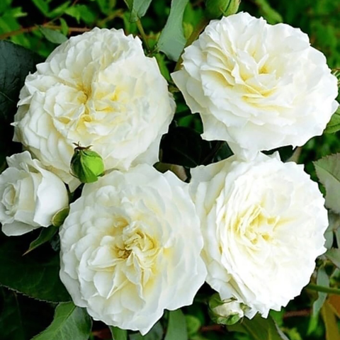 АЛАБАСТЕР(ALABASTER)