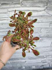 Pink Fountain Тай колеус КСР