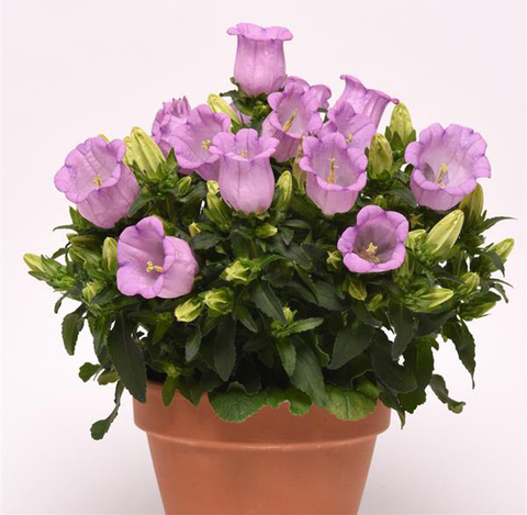 S4002 Колокольчик Campanella Lavender 5шт.