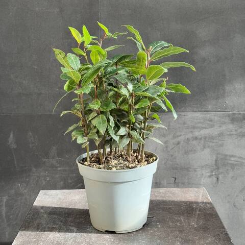 Лавр благородный (Laurus nobilis)