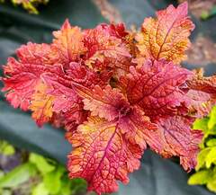 Orange Crab Тай колеус КСР