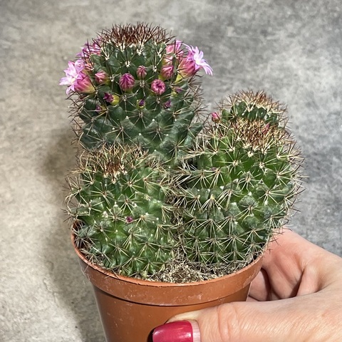 Маммиллярия Зейльмана d9