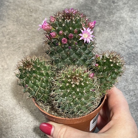 Маммиллярия Зейльмана d9