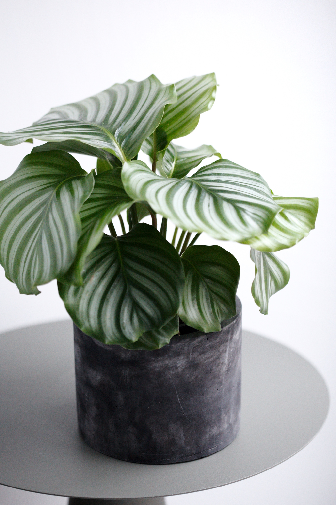 Calathea орбифолия