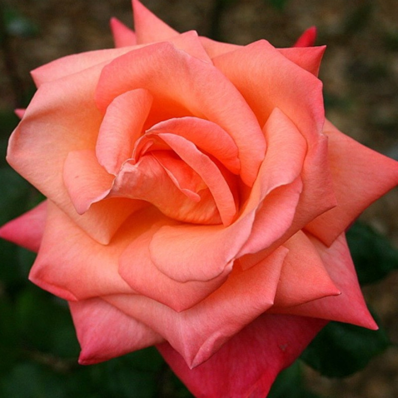Чайно гибридные розы что это описание и фото