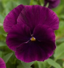 S2617 Виола ампельная Cool Wave Purple 100 шт.