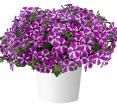 32492 Петуния CASCADIAS FUCHSIA GEM (ОСЕНЬ 2025)