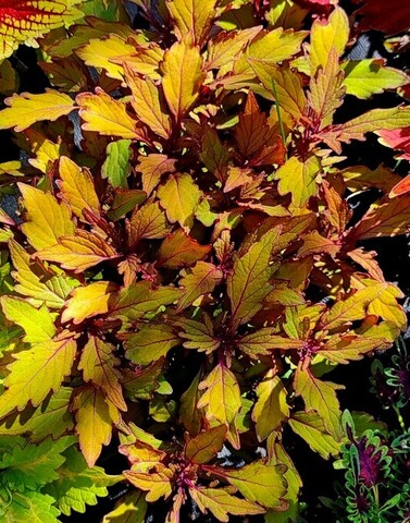 Spiced Curry колеус КСР