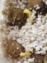 Семена Гинкго билоба ginkgo
