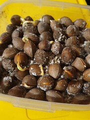 Семена Гинкго билоба ginkgo
