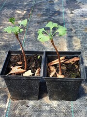 Семена Гинкго билоба ginkgo