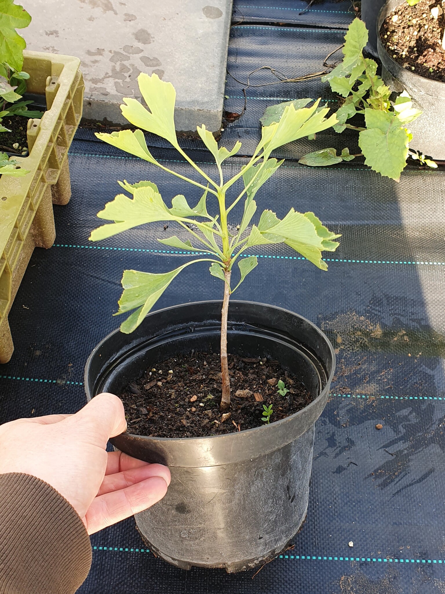 Семена Гинкго билоба ginkgo