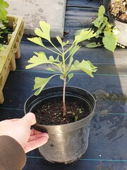 Семена Гинкго билоба ginkgo