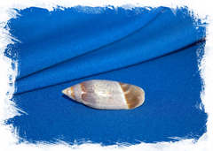 Олива акумината (Agaronia acuminata)