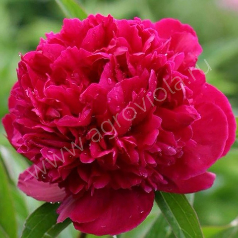 Пион Ред Сара Бернар (Red Sarah Bernhardt)