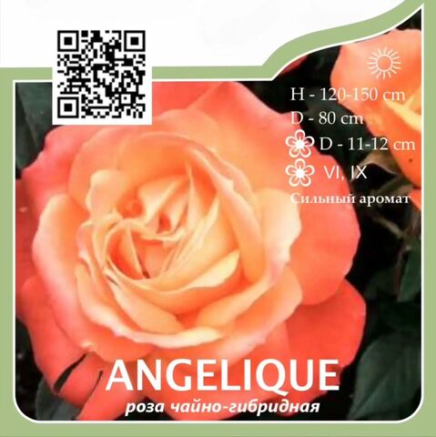 Роза чайно-гибридная 