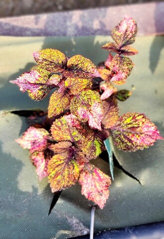 Rain of Stars Тай колеус КСР