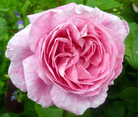 Роза английская Мэри Роуз