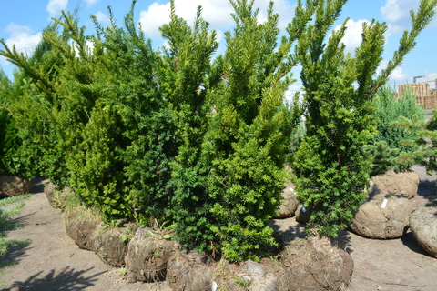 Тис средний Хикси | Taxus media Hicksii 120-140 см