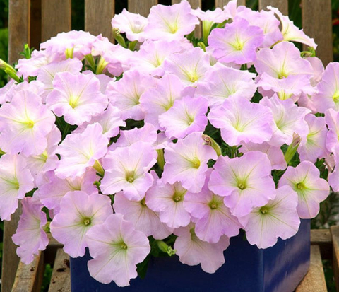 S5721 Петуния ампельная Trilogy Lavender Pink 5шт.