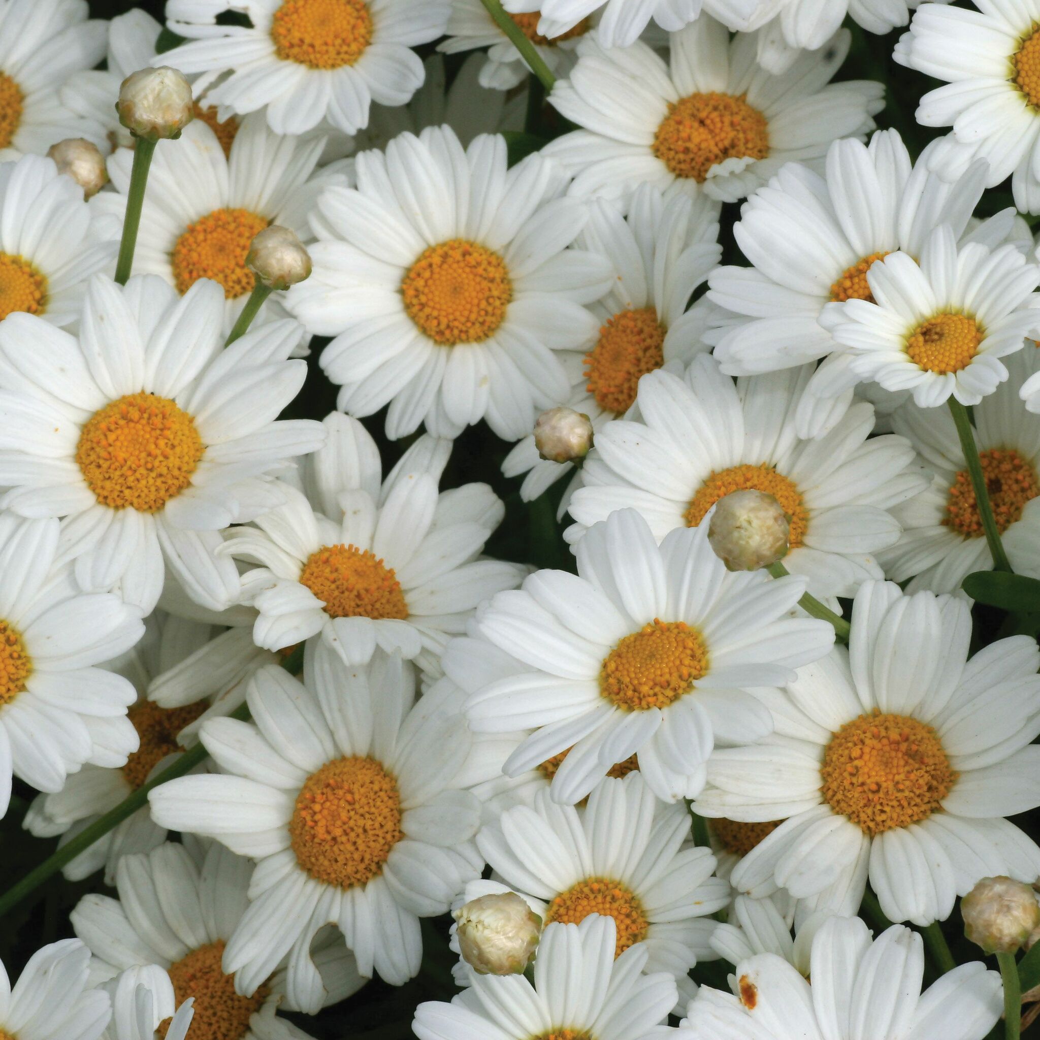 Аргирантемум белый. Аргирантемум Lollies White Chocolate. Argyranthemum frutescens. Аргирантемум frutescens. Аргерантериум