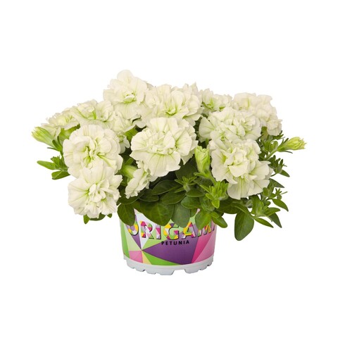 32101 Петуния ORIGAMI WHITE (ВЕСНА 2025)