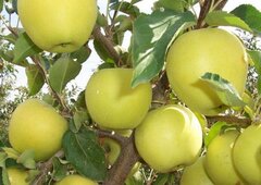 Саженцы яблони Тубинское (Восточное)