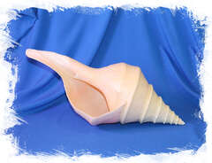 Гигантский австралийский трубач (Syrinx aruanus), 32см, 1шт