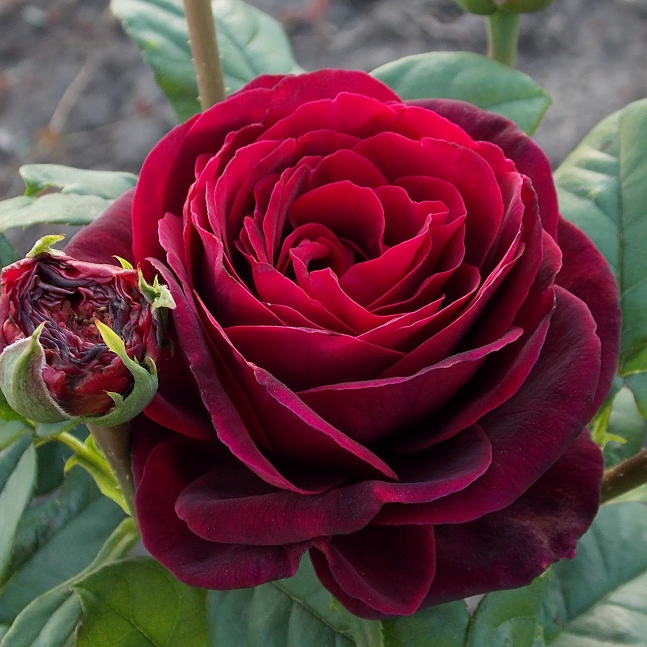 Роза графин фон харденберг шраб