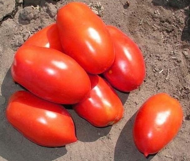 Красный Инкас F1 семена томата процессингового (Nunhems / Нюнемс) Инкас_F1-min.jpg