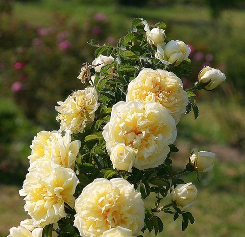 Агнес (Agnes)