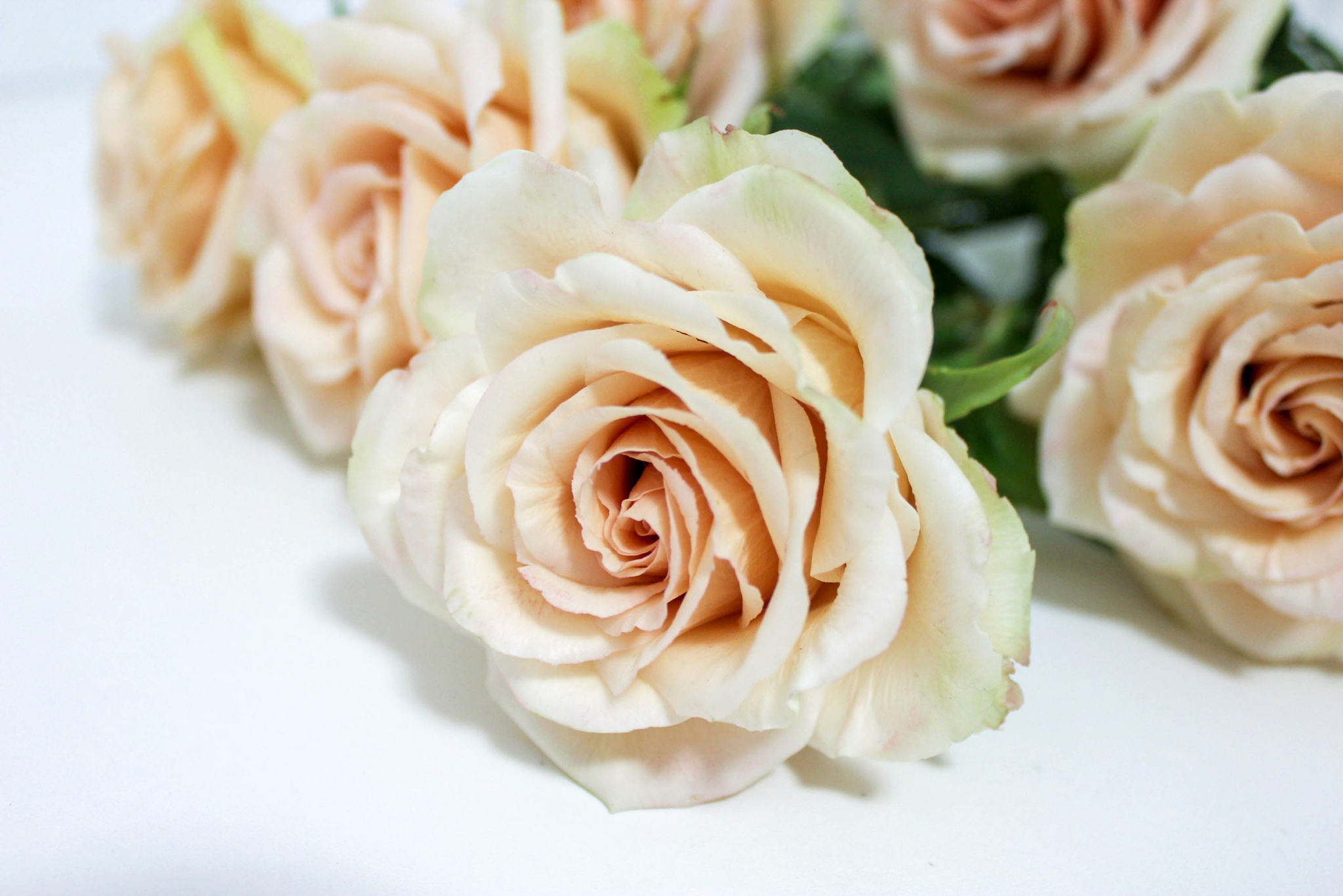 Видео мастер-класс: создаем молд листа розы для работы с фоамираном