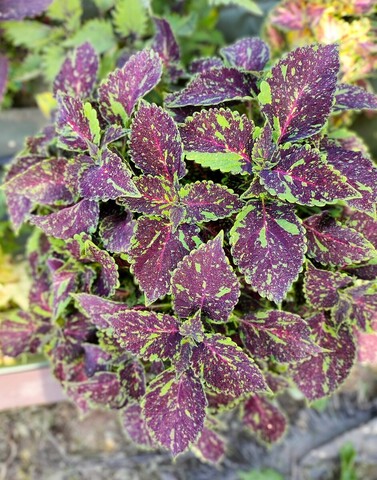 Michigan Avenue колеус КСР