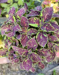 Michigan Avenue колеус КСР