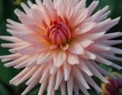 Георгин Преферанс ( Preference)