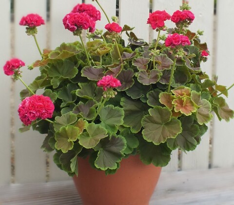 2825 Пеларгония зональная GRANDEUR DECOCARAMEL VIOLET (Весна 2026)