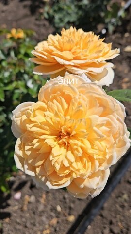 Патрик Деведжян(Patrick Devedjian)