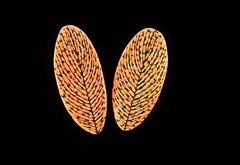 Силиконовый молд 