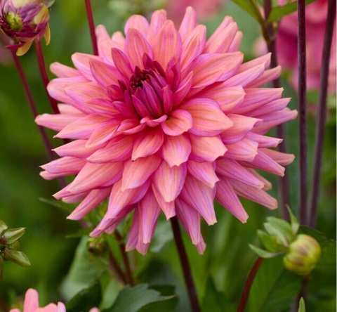 Георгин Негроли Сансет (Negroni sunset)