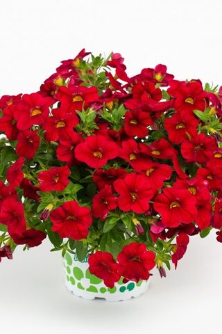 19213 Калибрахоа CALITASTIC BRIGHT RED (ВЕСНА 2025)