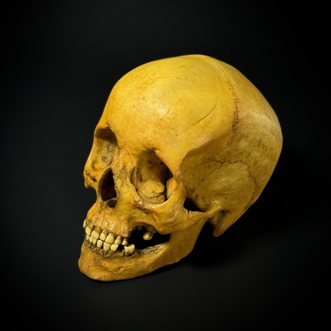 Череп человека женский азиатский (анатомическая модель)