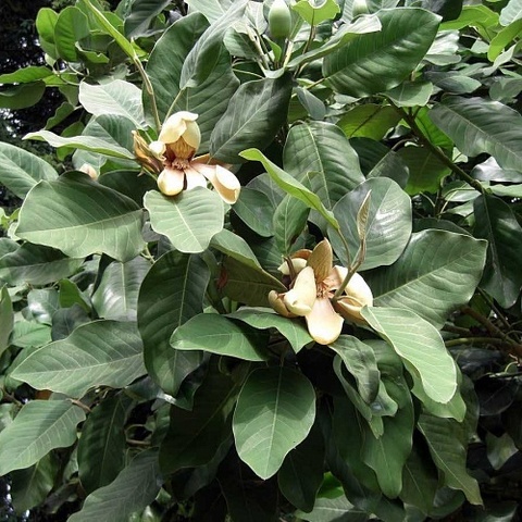 Магнолия Делавея Magnolia delavayi