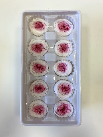 Роза пионовидная 3-4  см Белая с розовым дыханием (половина коробки-5шт)