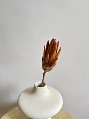 Протея бежевая