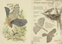 Птицы леса. Артбук