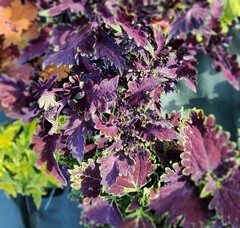 Amethyst Cascade Тай колеус