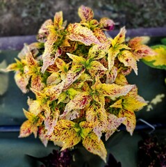 Schizophrenia Тай колеус КСР